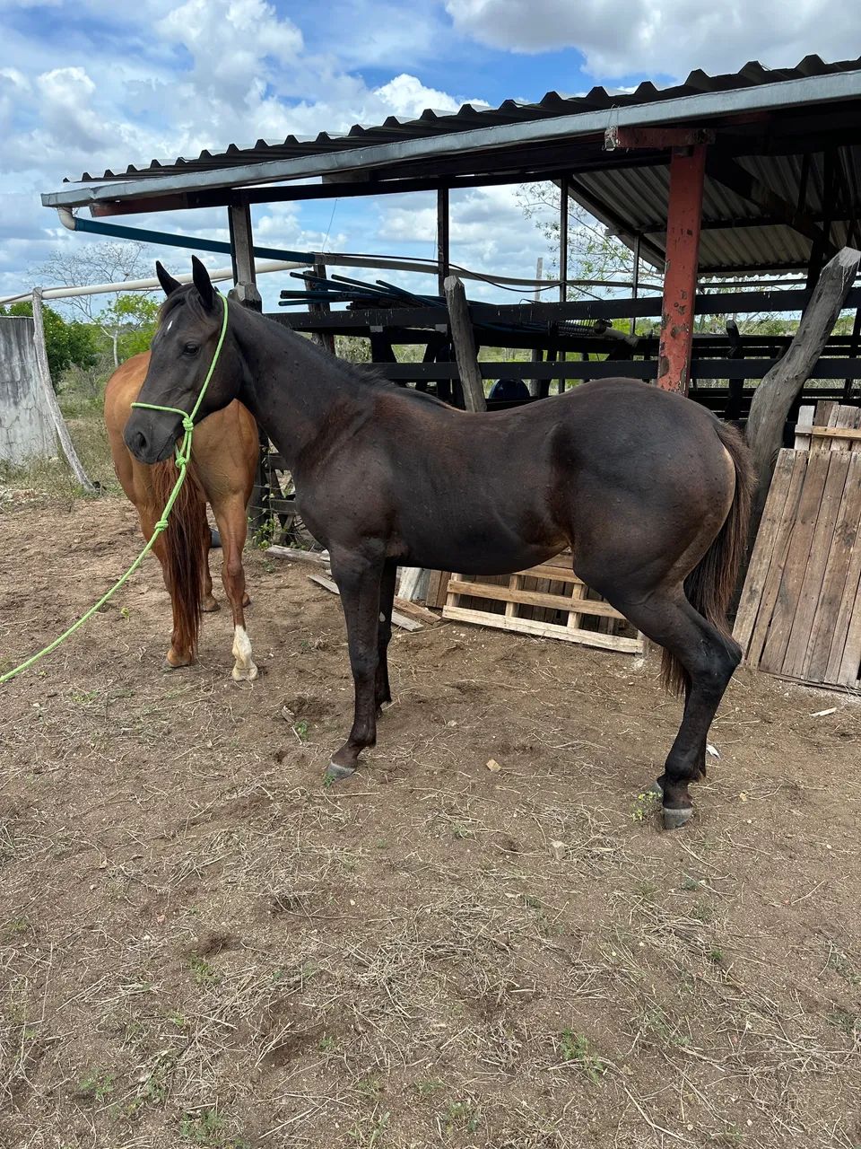 Oportunidade!! Potra QUARTO DE MILHA PRETA registrada 