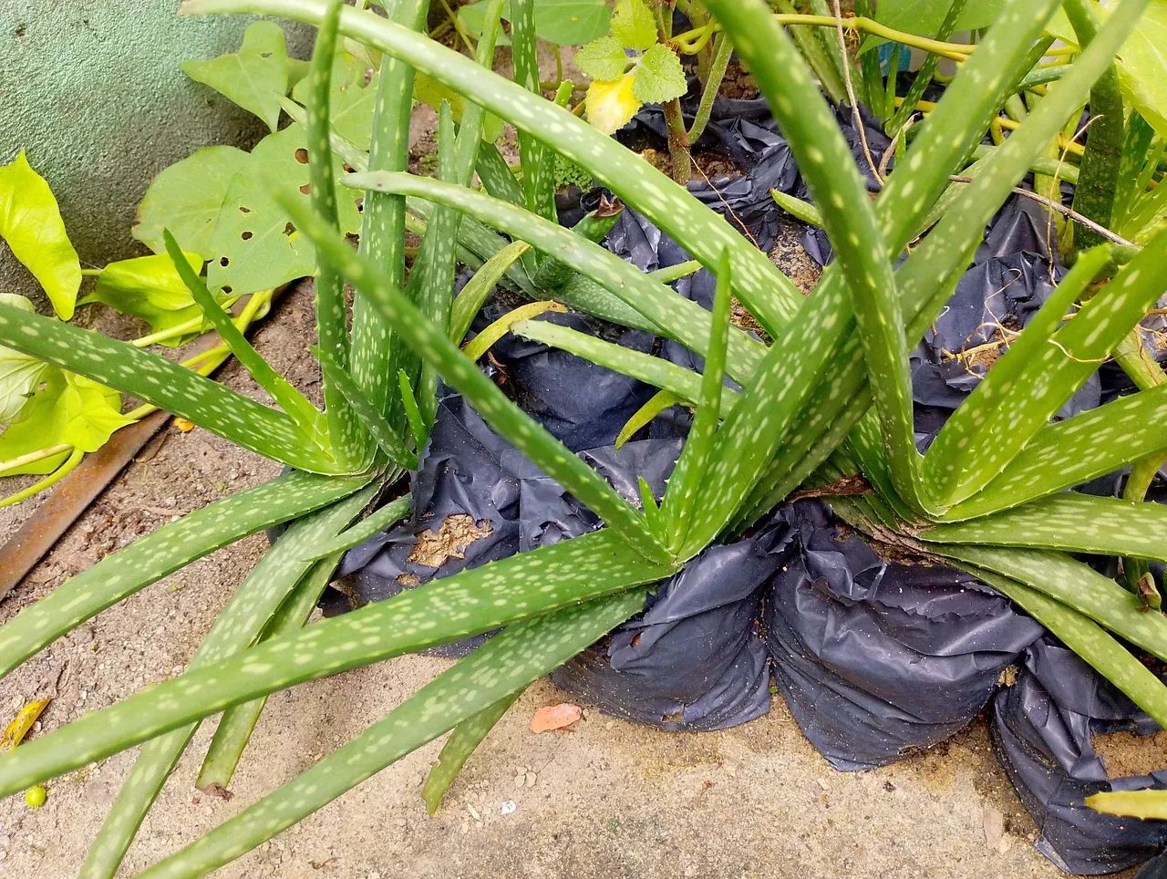 Mudas de Babosa Aloe Vera - Plantas Medicinais