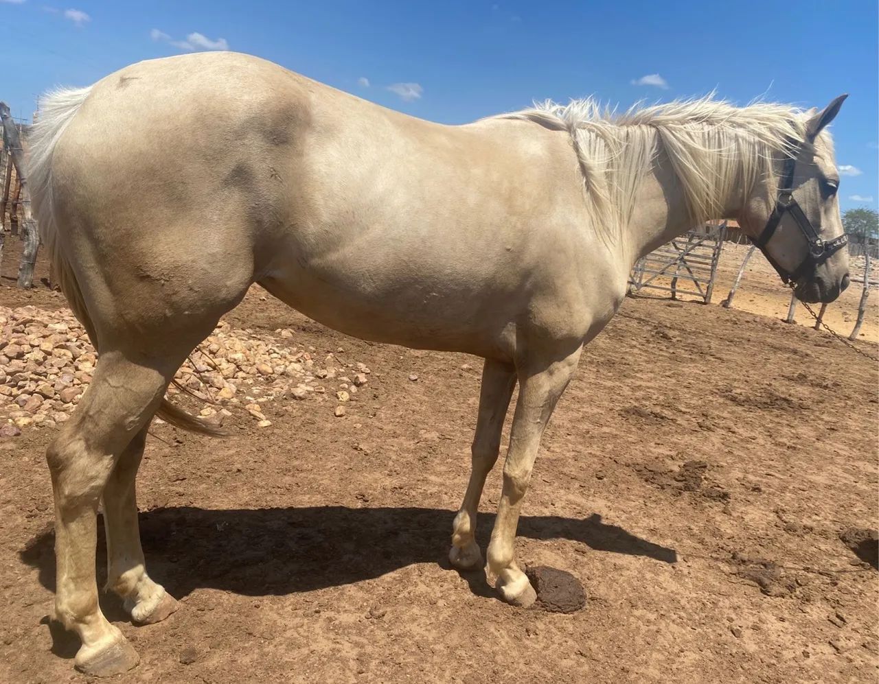 Égua Adaptável (Puxar/Esteirar) - Foto 2