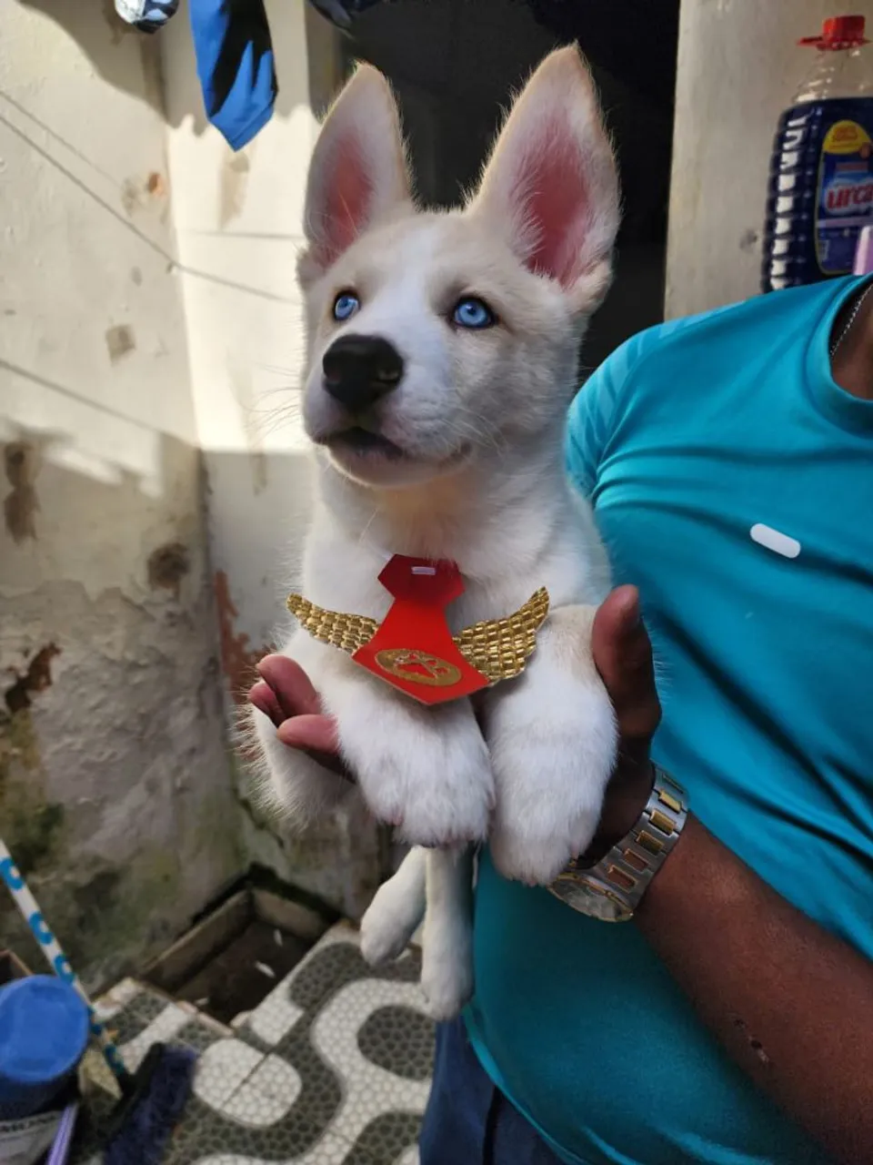 Filhote Husky Siberiano com olhos azuis