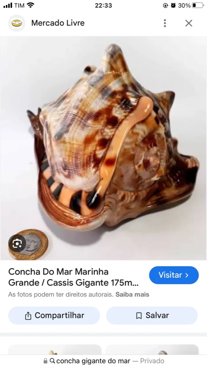 Concha do Mar Marinha Grande - Cassis Gigante
