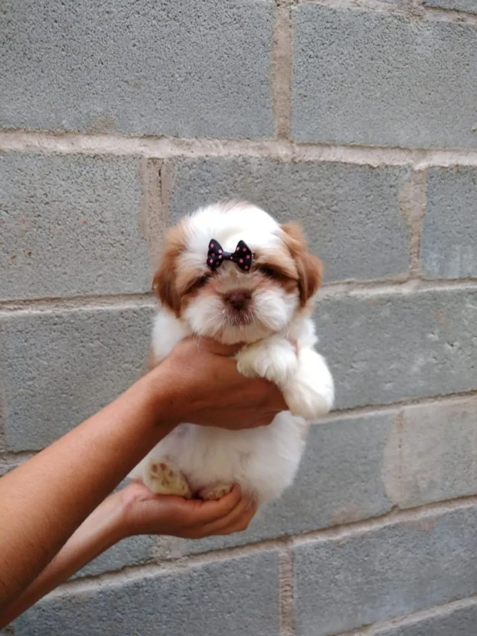 Shih Tzu da Hora - Vacinado e com Garantia !!