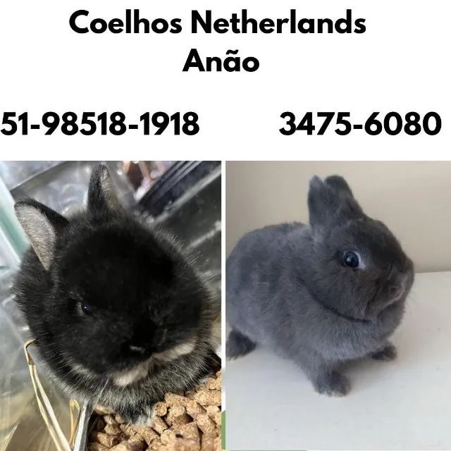 Coelhos Netherlands