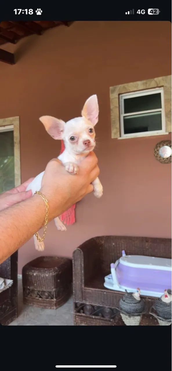 Hoje é dia de promoção no canilmypet_