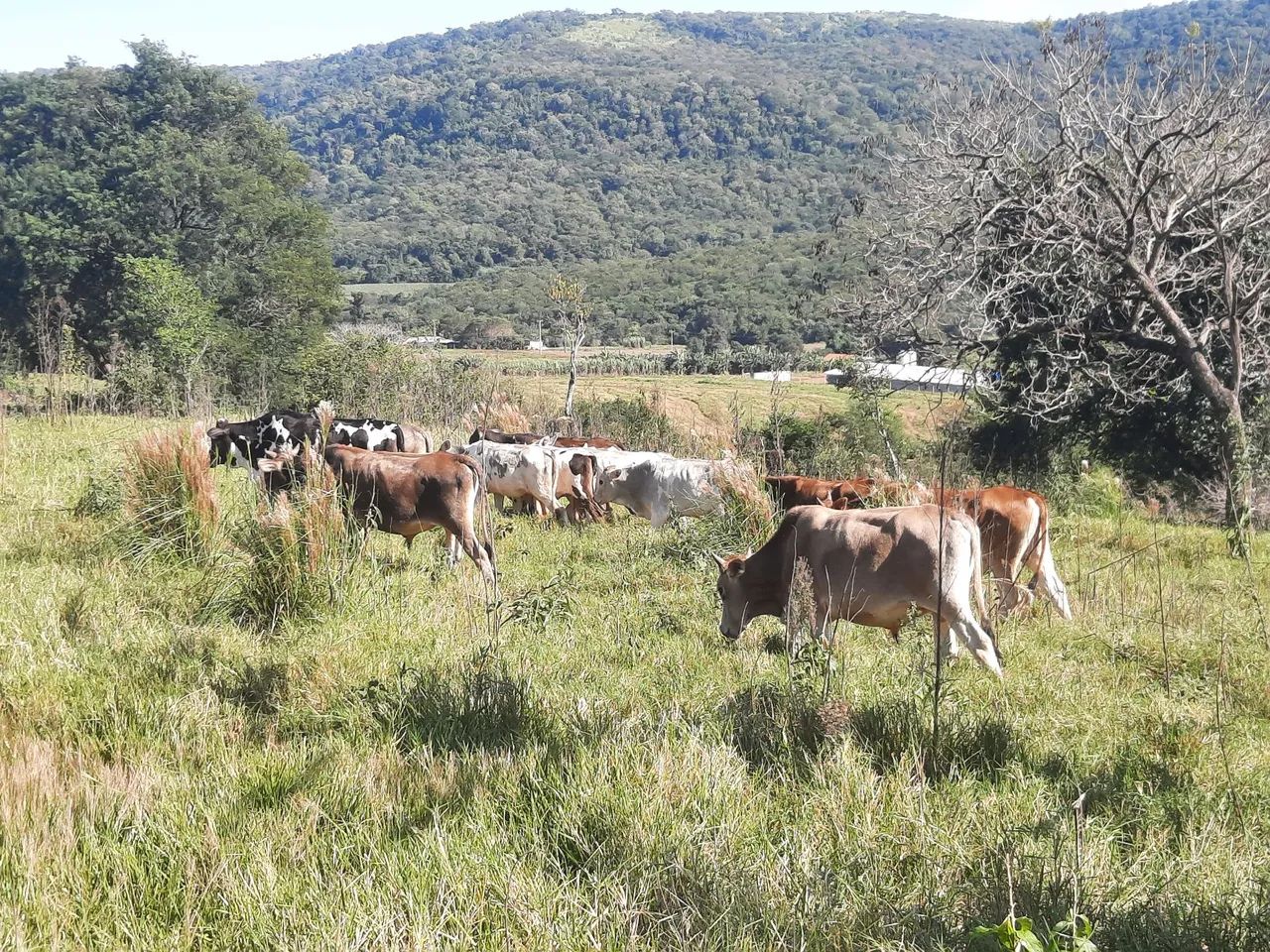 Vende-se 17 bezzeros mestiços  - Foto 3