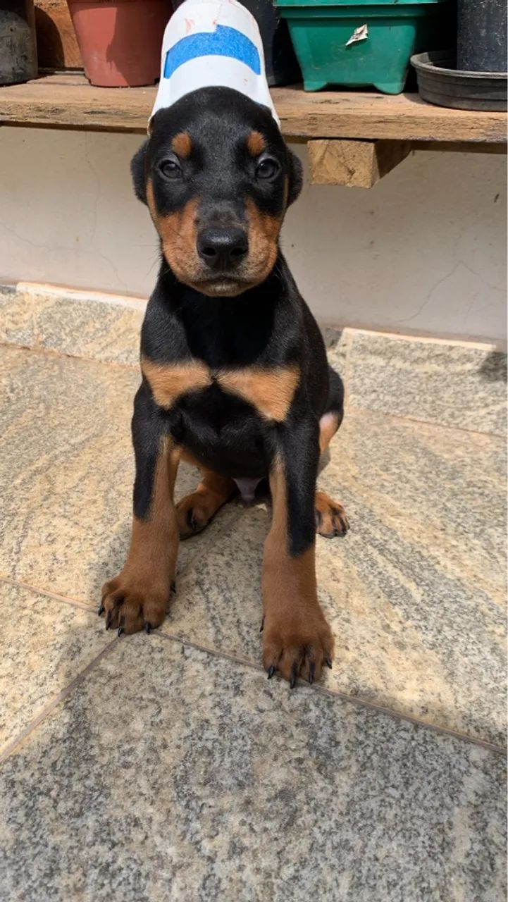 Filhotes de DOBERMAN  - Foto 5