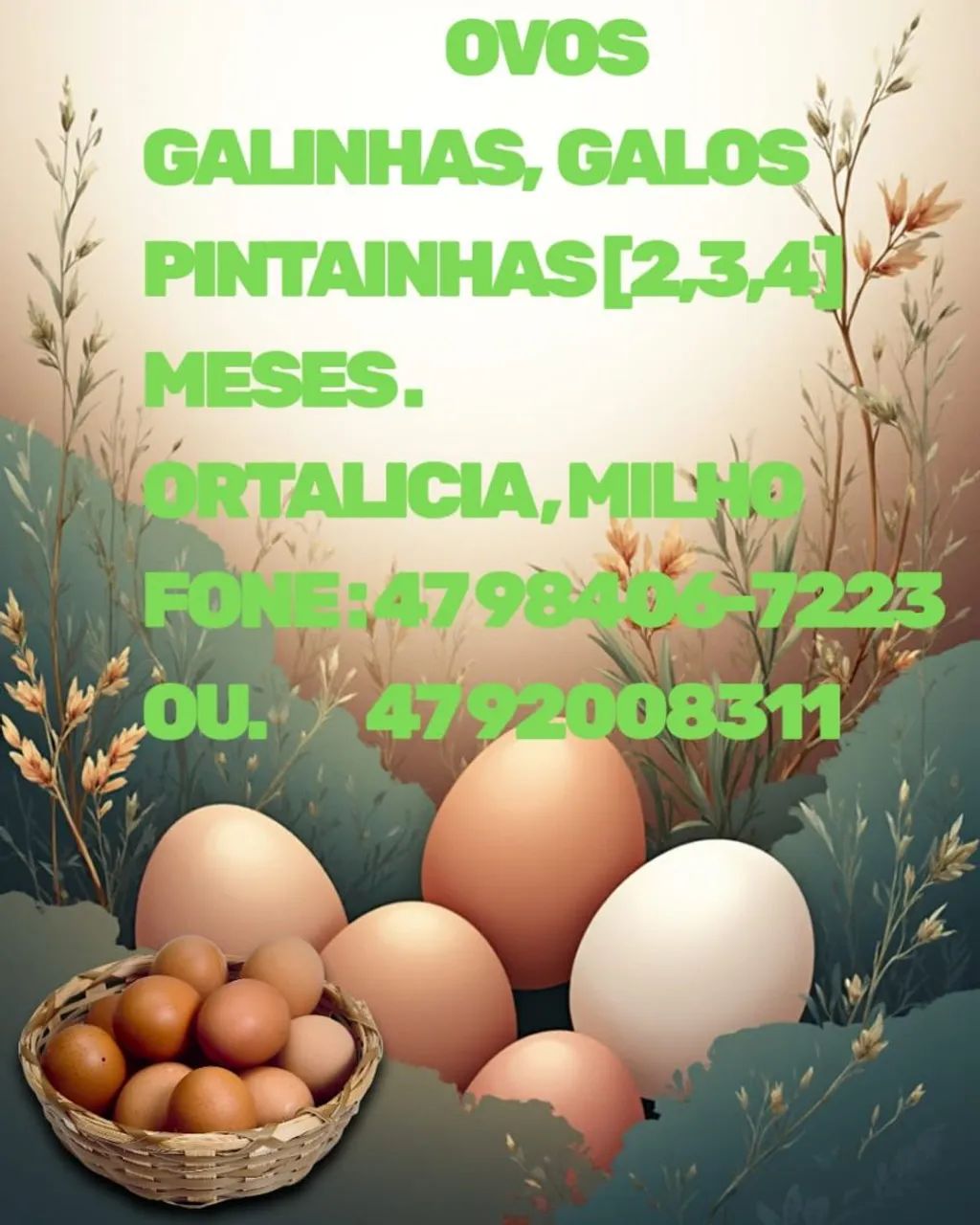 Galinhas caipira  - Foto 6