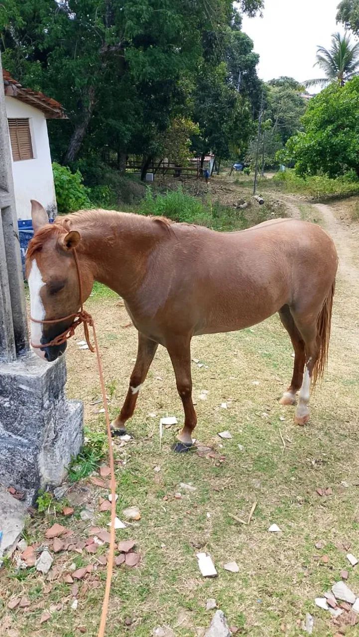POTRO COM 1 ANO E 11 MESES PROMOÇÃO  - Foto 3
