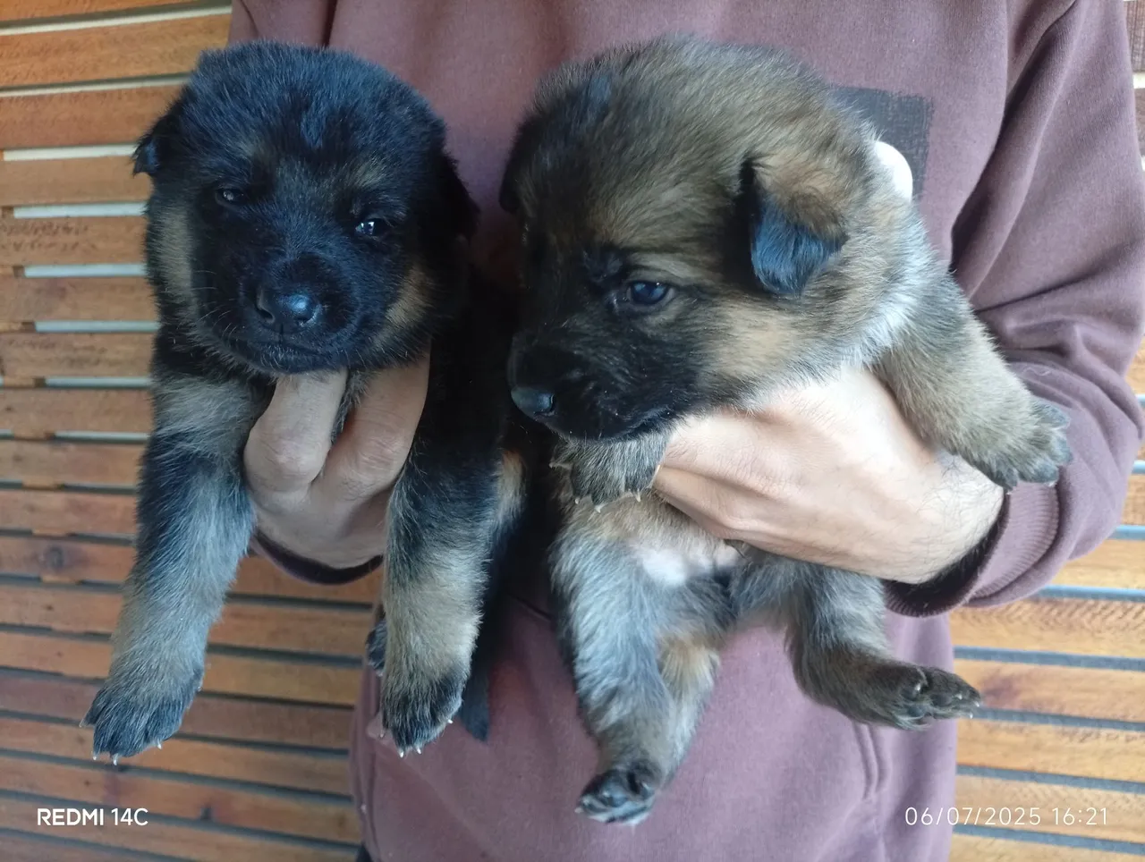 Filhotes de Pastor Alemão - Lindos e Adoráveis!
