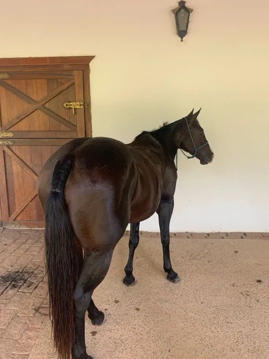 Égua Paint  Horse  - Foto 3