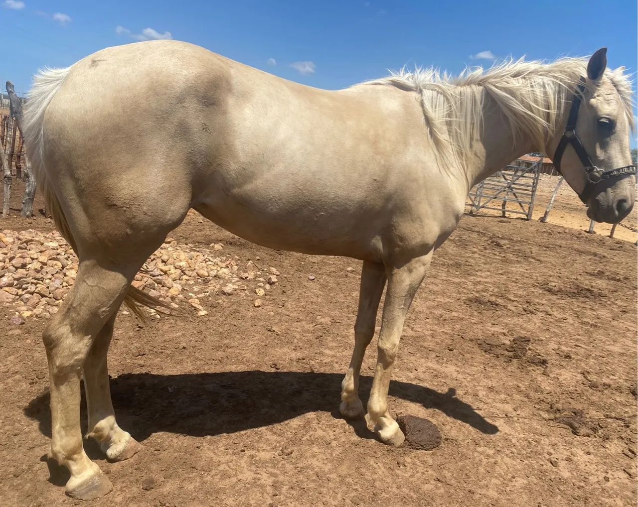 Égua Adaptável (Puxar/Esteirar) - Foto 4