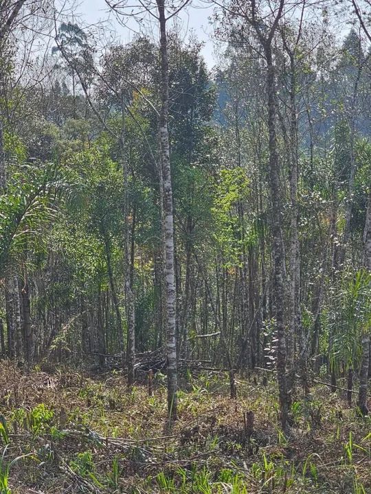 Chacara belas Áreas Roseira Colombo/ Campina Grande do Sul - Foto 4