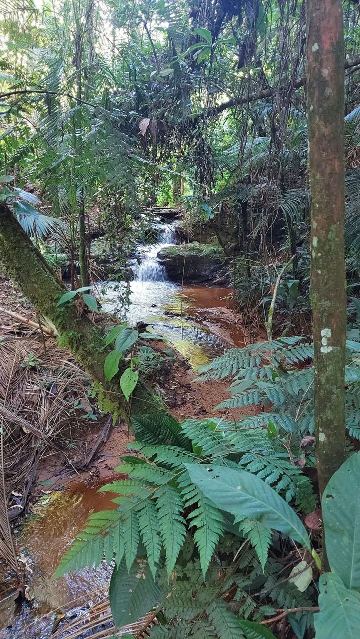 Terreno 24000m2 - 8km Sao Roque da Maravilha - Foto 10
