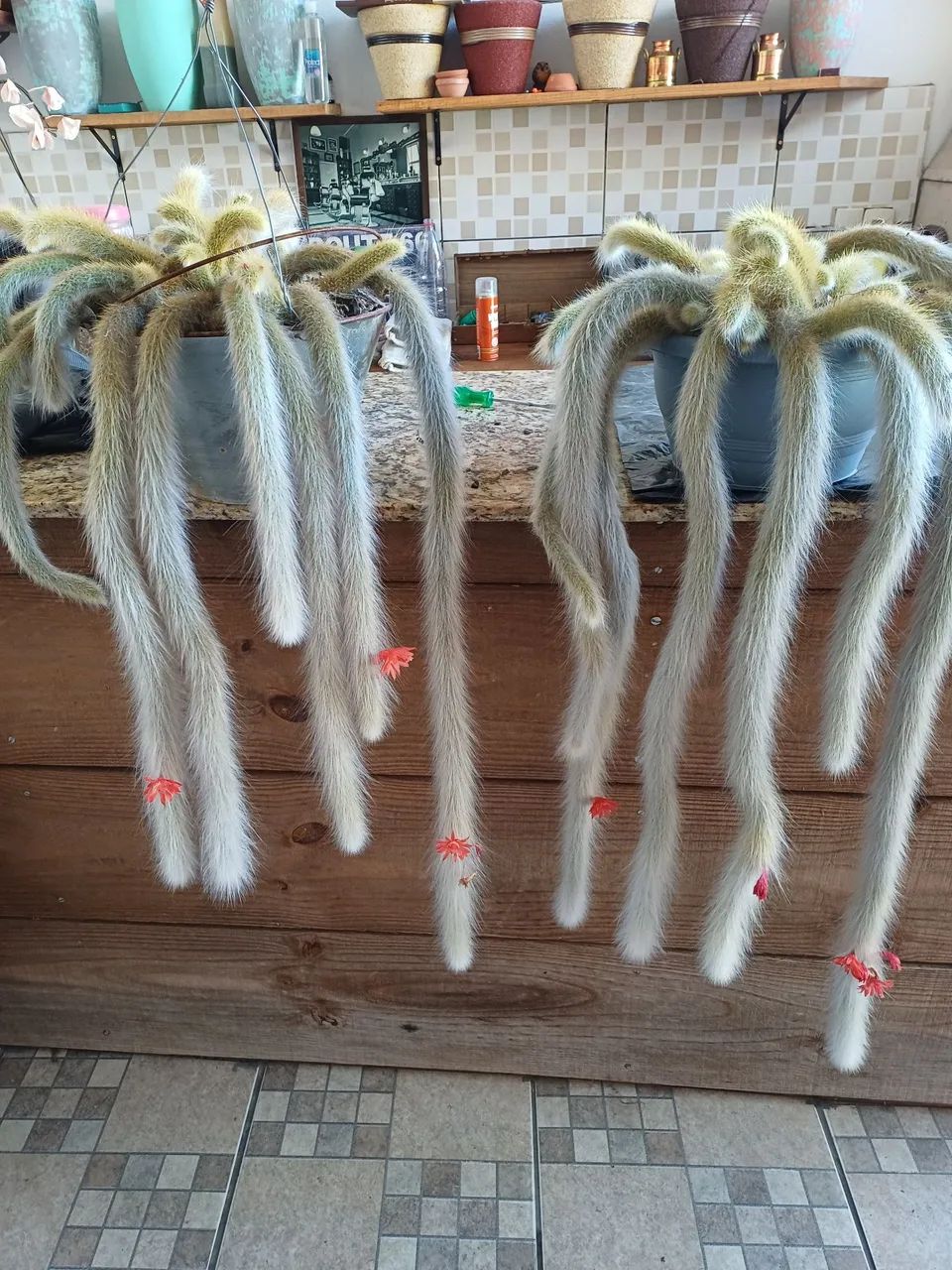 CACTOS RABO DE MACACO BEM FORMADO  - Foto 3