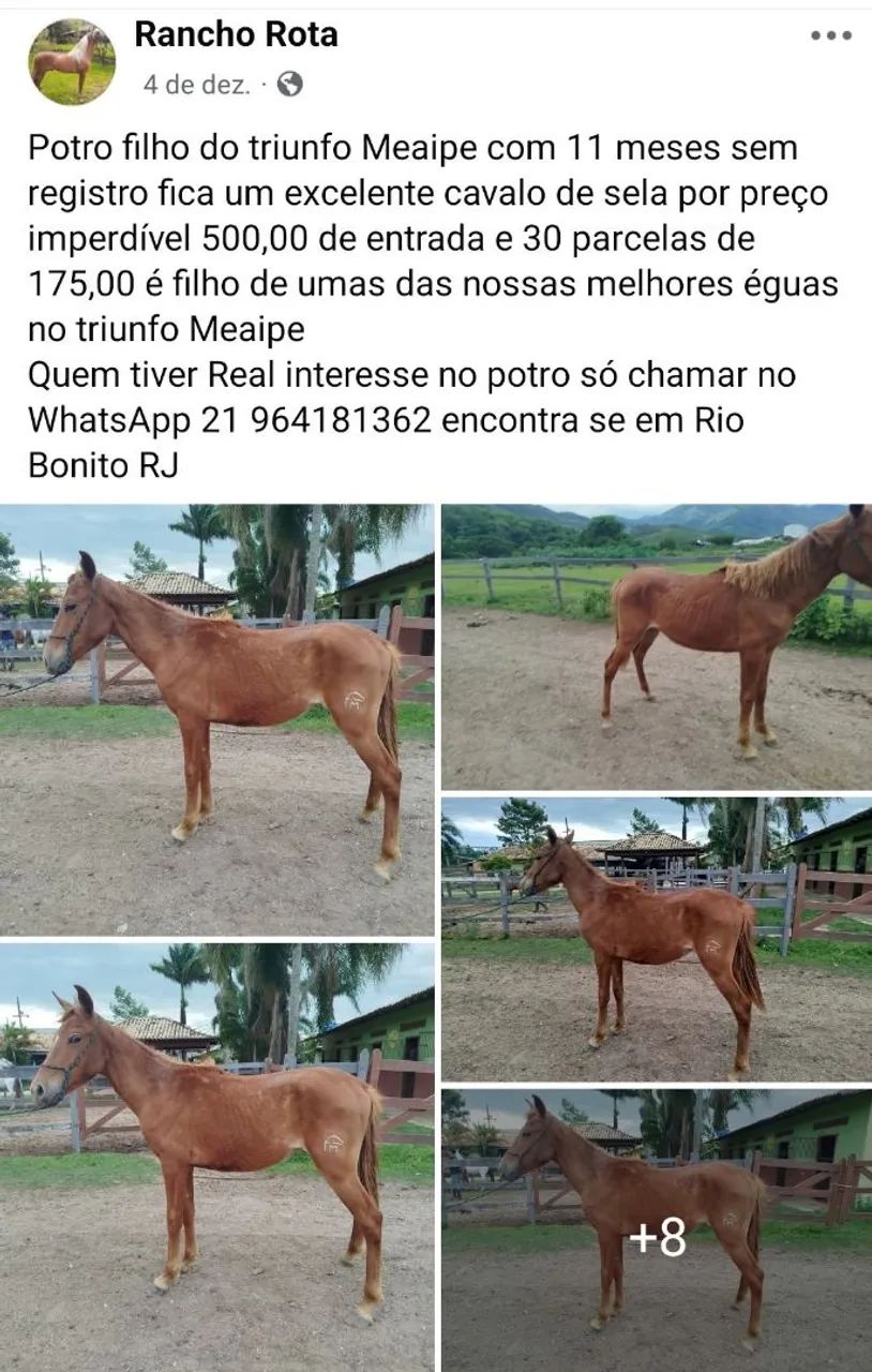 Vendo animais  - Foto 6