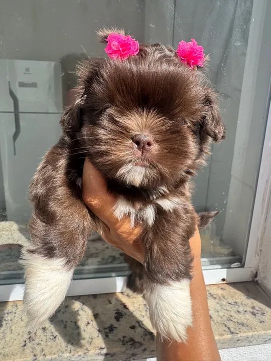 Shitzu Chocolate FÊMEA 