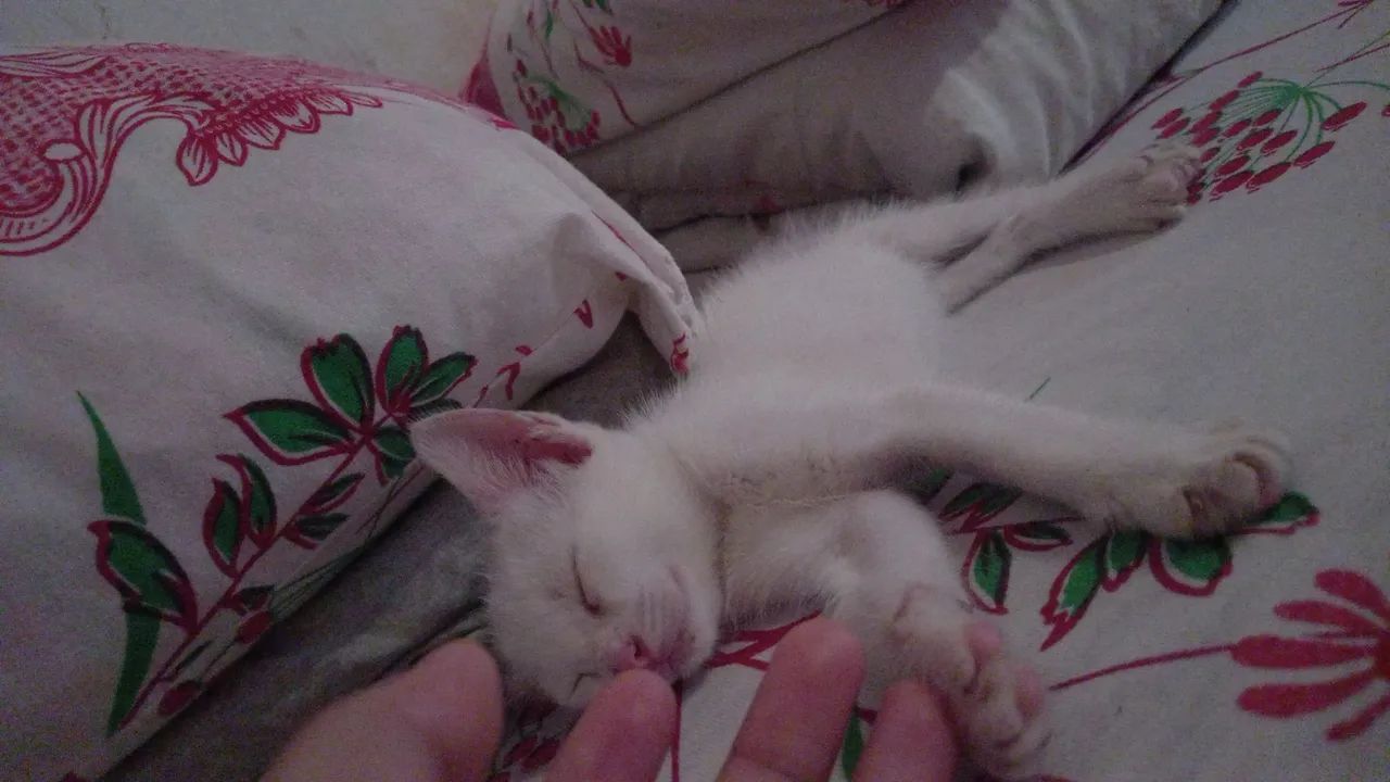 gatinhos para adoção - Foto 4