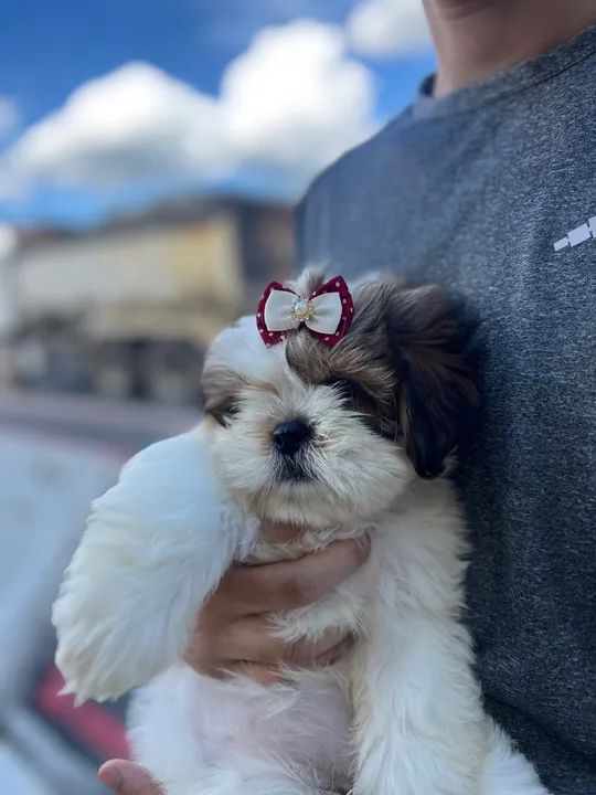 Filhote Shih Tzu Fêmea - Foto 2