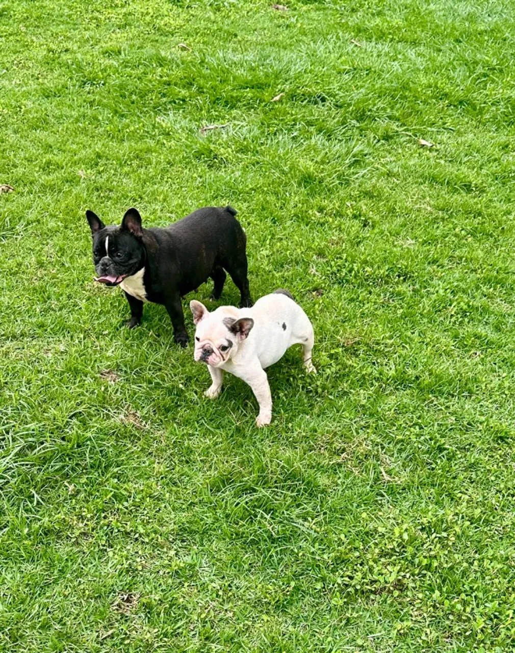 bulldog Francês femea para Adoção Responsável ?