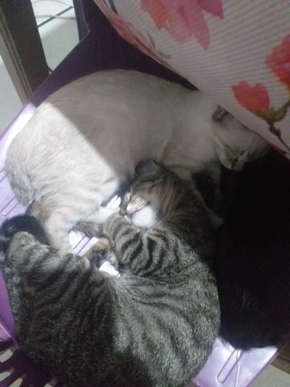 Gatinhos filhotes vai com ração e a coleirinha..numero *...ou *.. - Foto 4