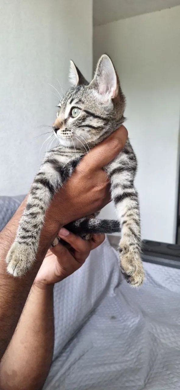 Gato para adoção  - Foto 3