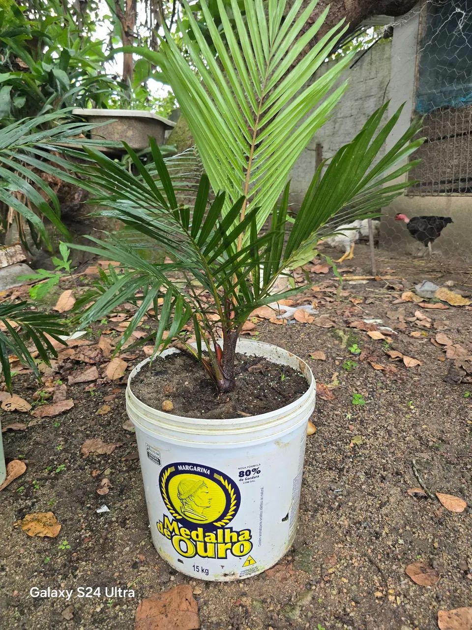 Palmeira Pescoço Marrom mudas  - Foto 3