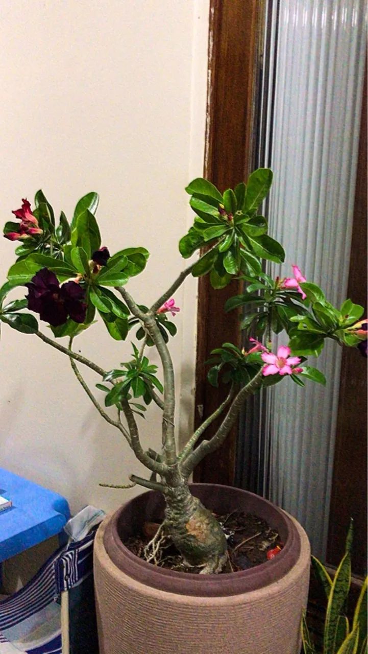 Rosa do Deserto com Floração diversa 4 Flores Diferentes - Vendo