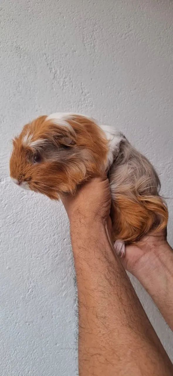 Porquinho da Índia Fêmea  - Foto 3