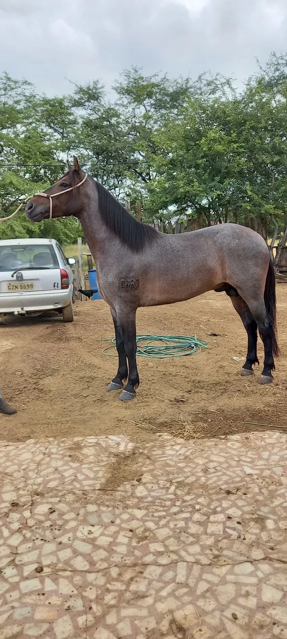 Cavalo Mangalarga Marchador