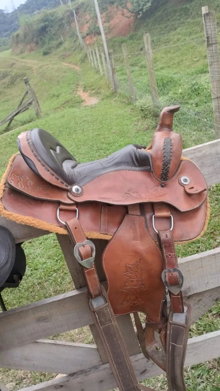 Sela americana  - Foto 6