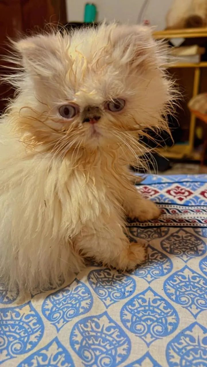 Gata persa do himalaia 