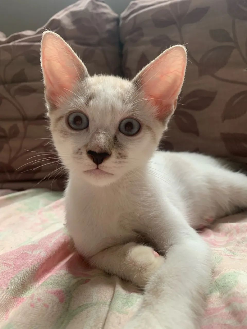 Gatinho de três meses para adoção  - Foto 4