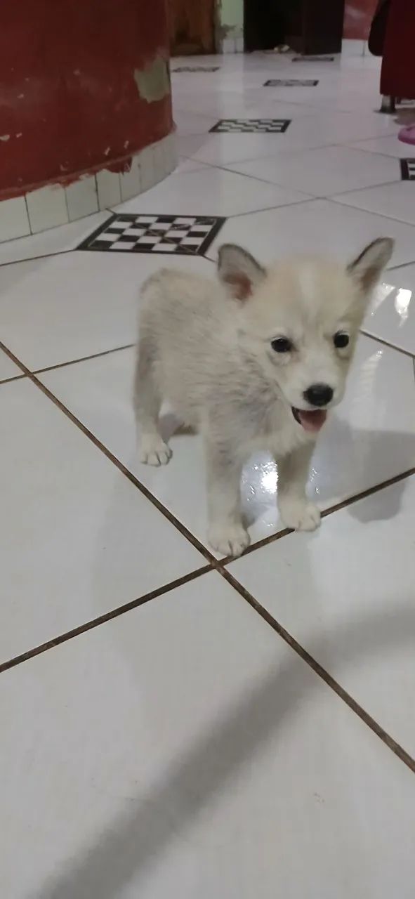 Filhote Husky Siberiano 250 - Foto 4