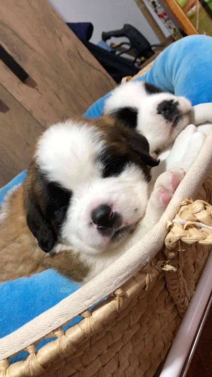 São Bernardo tricolor  - Foto 2