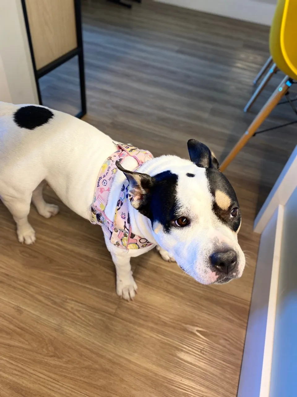 American bully Femia adorável para adoção