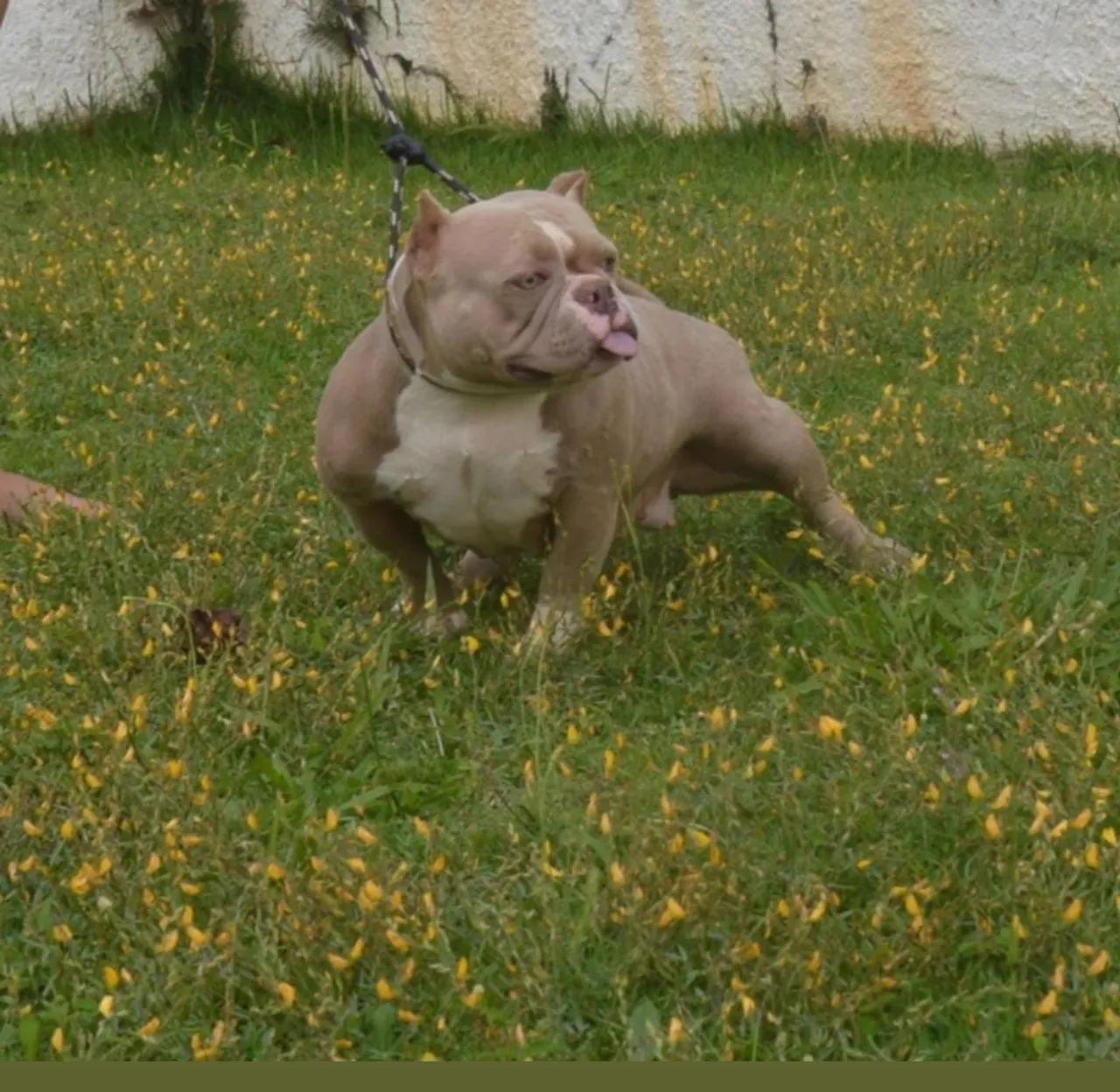 American bully micro