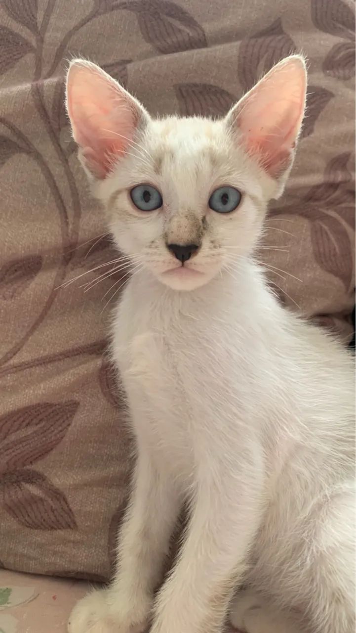 Gatinho de três meses para adoção  - Foto 3