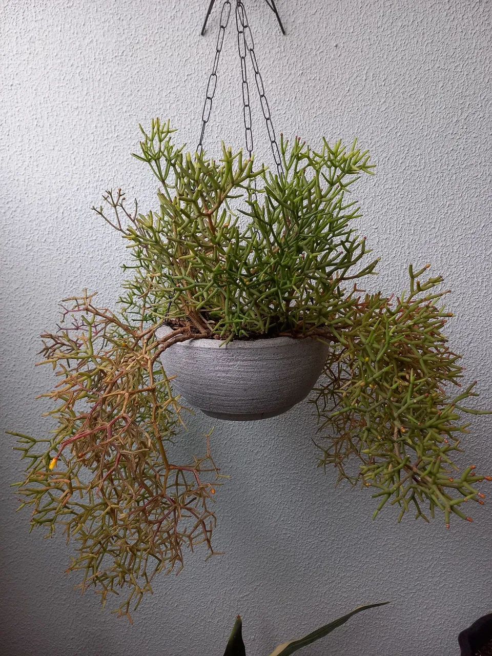  3 plantas pendente em vaso