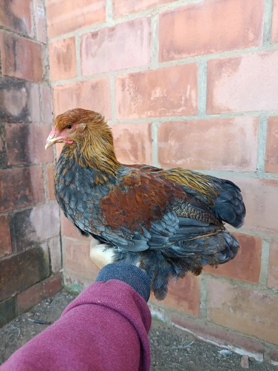 Casal de galinha BRAHMA perdiz azul