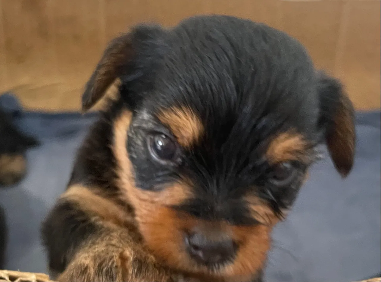 Filhote de Yorkshire Terrier