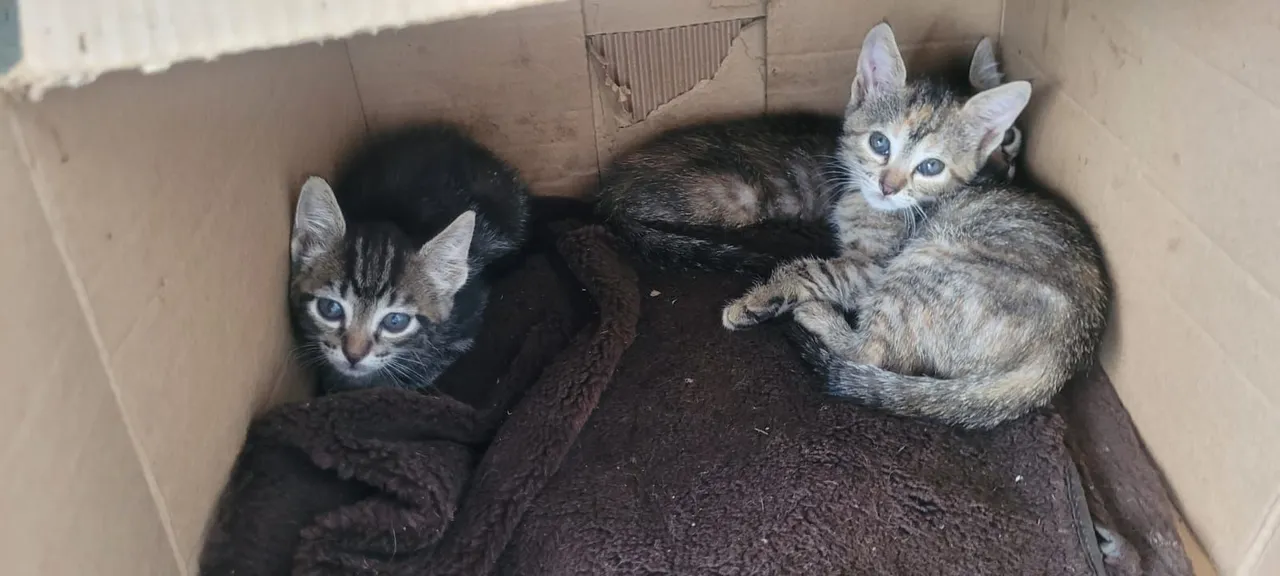 Quatro gatinhos fofinhos para doação. Três machos e uma fêmea