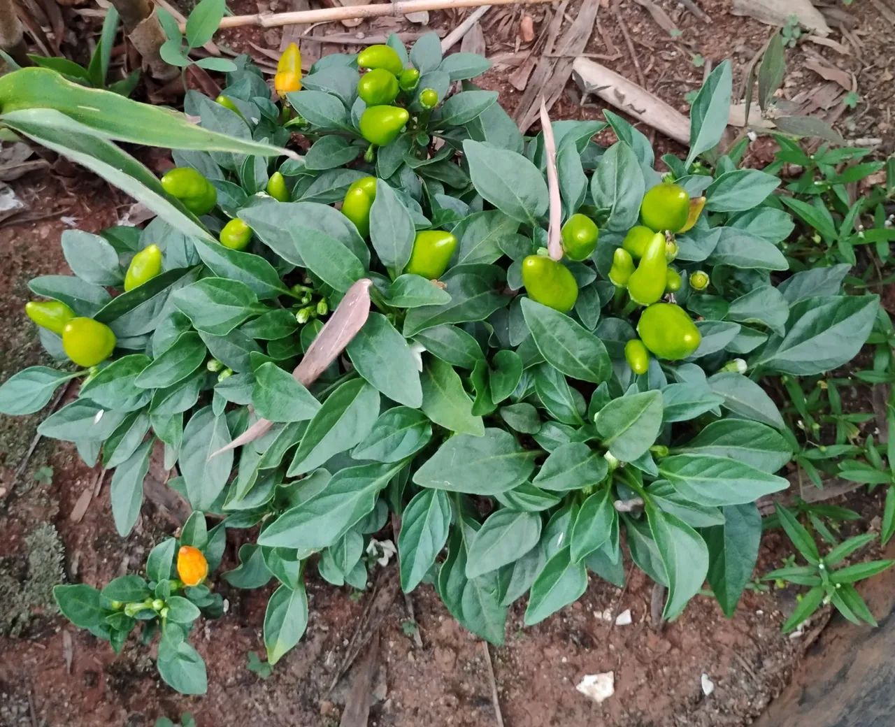 Pimenteira ornamental com pimenta comestível.