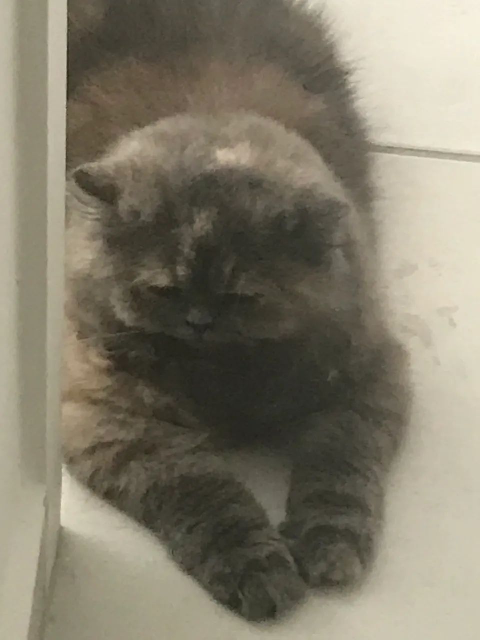 Filhote de gatos persas  - Foto 4