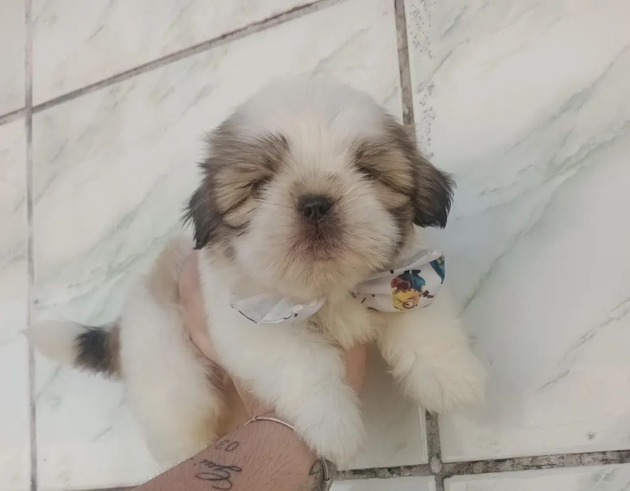 Shih Tzu Macho micro 