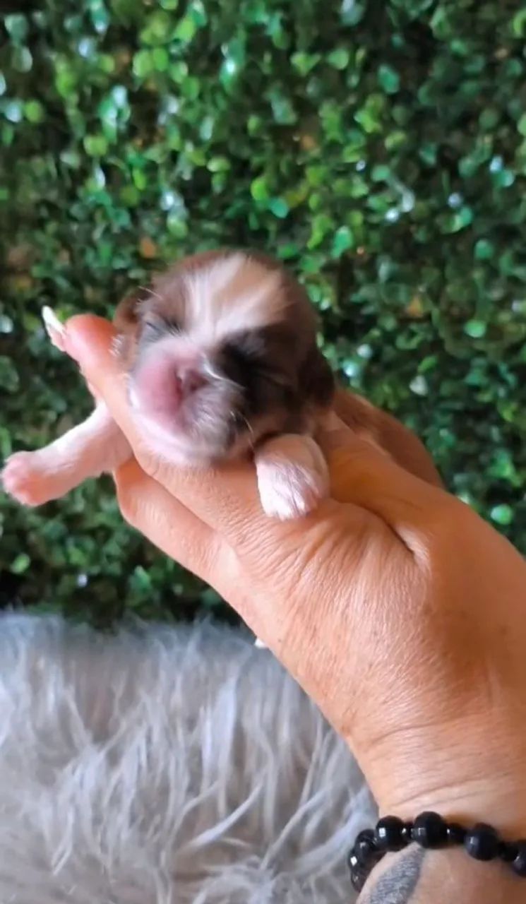 Shih Tzu macho micro  - Foto 3