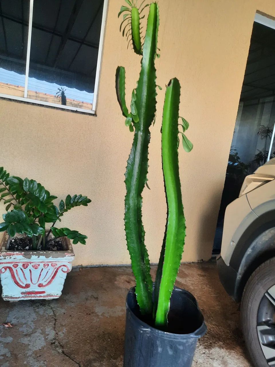 Lindas plantas  variadas  - Foto 3