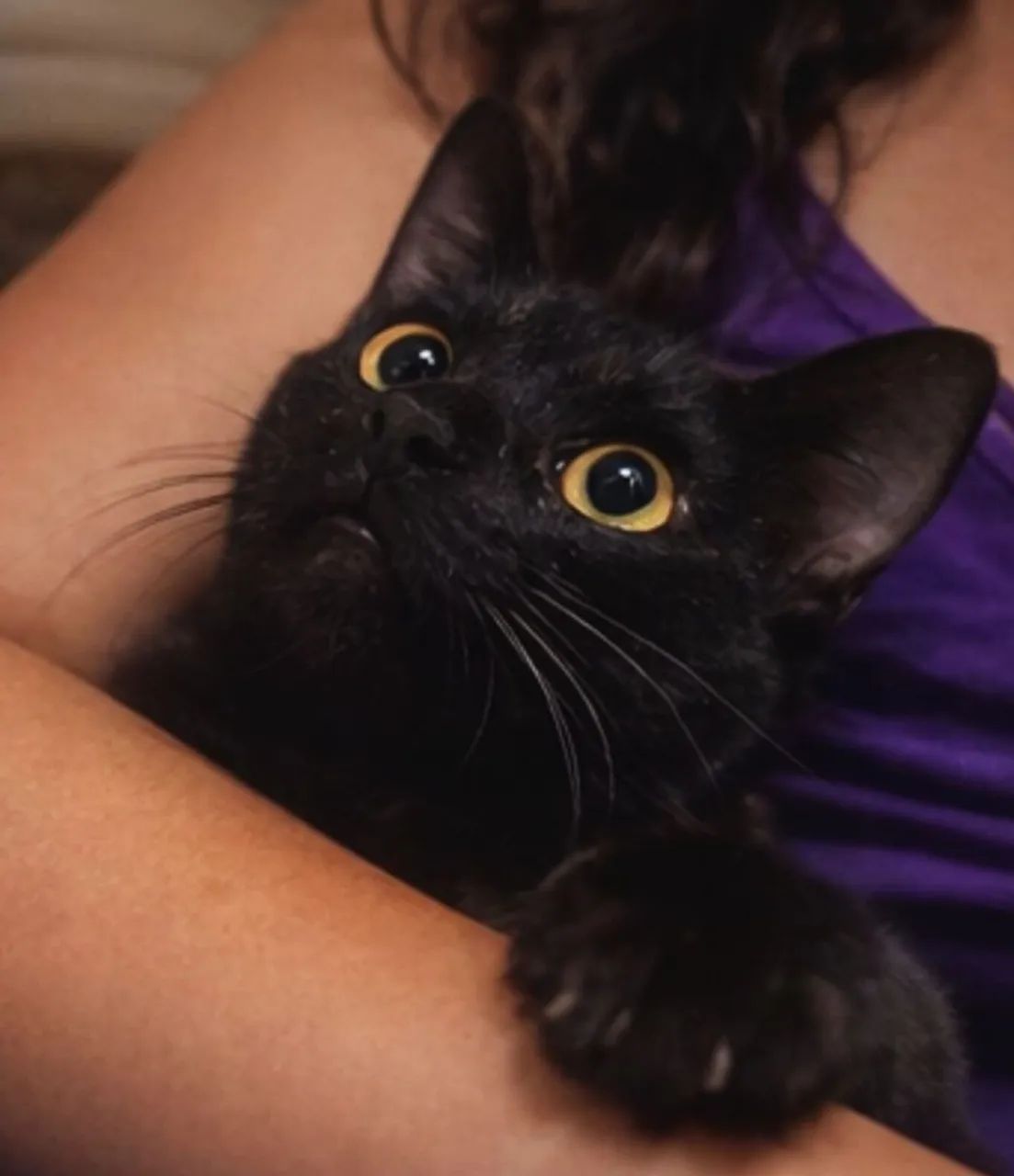 Doação de Gatos