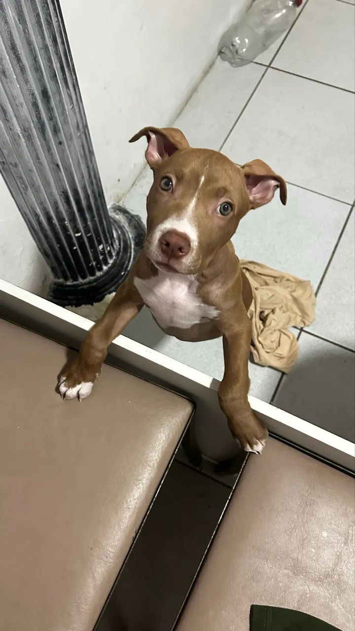 Pitbull 
