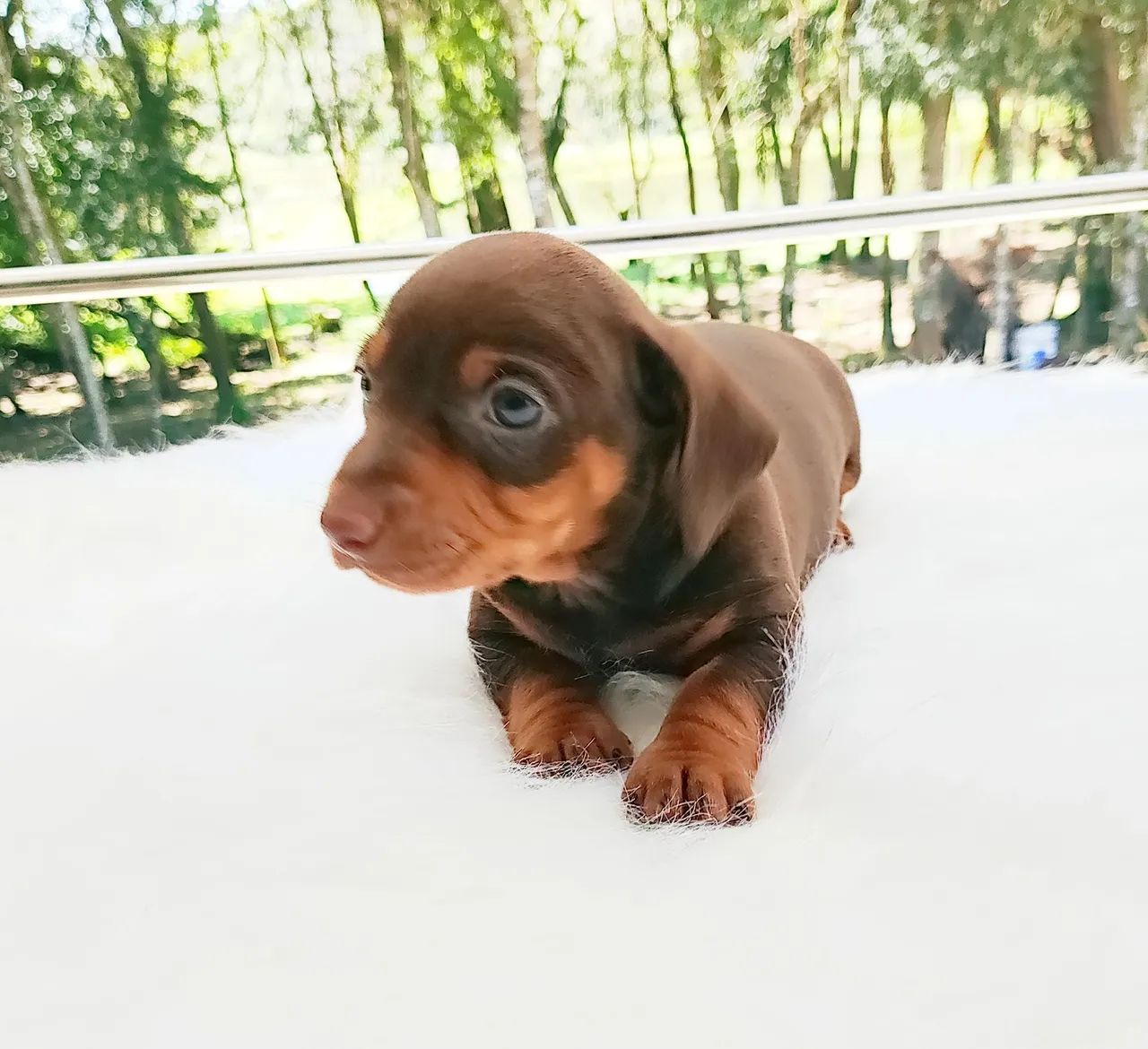 Dachshund chocolate 