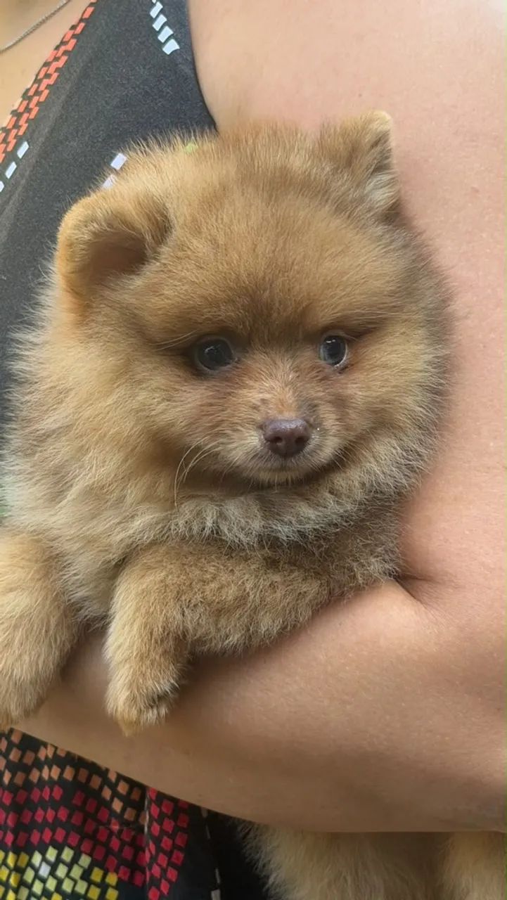 Spitz Alemão Choco Merle  - Foto 5